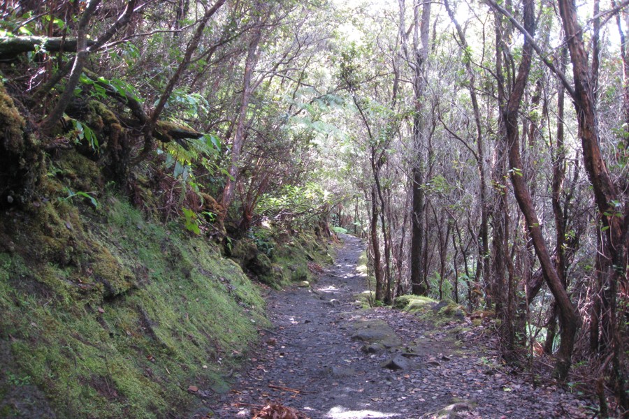 ../image/volcano - kilauea iki trail 24.jpg